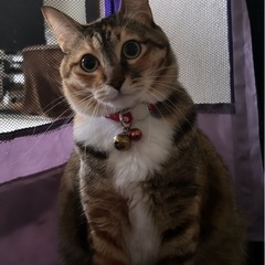 モモちゃんの里親さんを探しています🐾