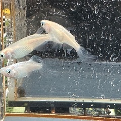 メダカ 天使の雫 2ペアの画像