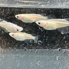 メダカ 天使の雫 2ペアの画像