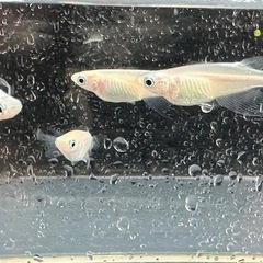 メダカ 天使の雫 2ペアの画像