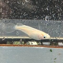 メダカ 天使の雫 2ペアの画像