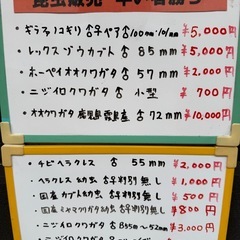 ❶格安特価　ケイスケギラファノコギリクワガタ　大型血統　♂♀ペア　※即ブリ可能の画像