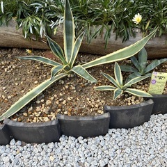 青のリュウゼツラン　　リュウゼツラン3個せっとセットの画像