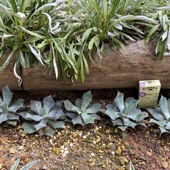 アガベ　雷神　5個セットの画像