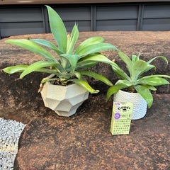 アガベ　あてなーたアテナータの画像