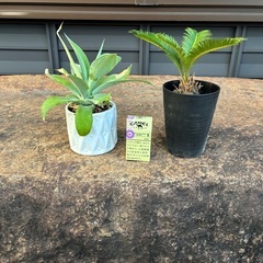 アガベ　アテナータとソテツ　鉢つき付きの画像