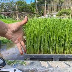 令和7年ひのひかりとにこまるの小米、くず米、未熟米30kgの画像