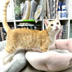 11/1(土)　溝の口駅譲渡会　お家ください！