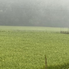 美味しさを追求した「ひのひかり」15kgを精米した白米14.3kgの画像