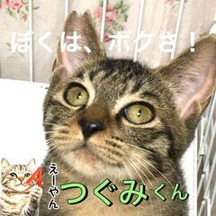 11/2(日)　譲渡会　於：川崎市動物愛護センター　お家く…