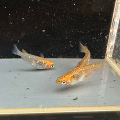 メダカ 来光カガミ鱗 1ペア＋メスの画像