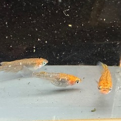 メダカ 来光カガミ鱗 1ペア＋メスの画像