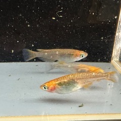 メダカ 来光カガミ鱗 1ペア＋メスの画像