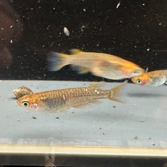 メダカ 来光カガミ鱗 1ペア＋メスの画像
