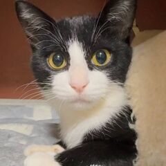 くっきり模様のイケメン君