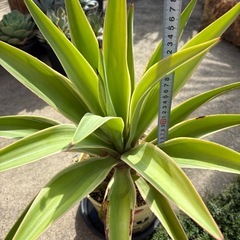 アガベ デスメティアーナ　ベネズエラ 大株の画像
