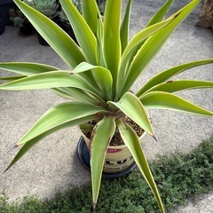 アガベ デスメティアーナ　ベネズエラ 大株の画像