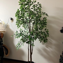 FEJKA フェイカ人工観葉植物　屋外/屋内用ベンジャミンの画像