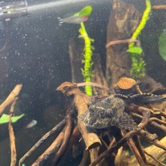 セルフィンプレコ(ブリード個体)の画像