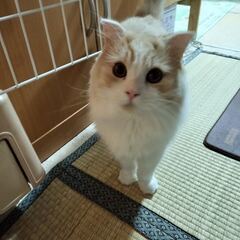 スコティッシュフォールド 3歳オス