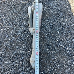 ボートアンカの画像