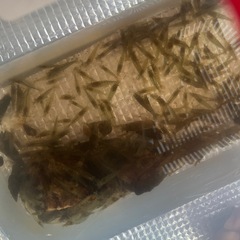 川にいるエビ？ザリガニ？の画像