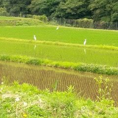 令和7年産新米30kg（玄米）の画像