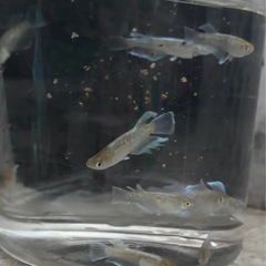 メダカ　エメキン　5匹セット2000円　1名様限定の画像