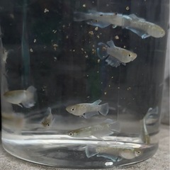 メダカ　エメキン　5匹セット2000円　1名様限定の画像