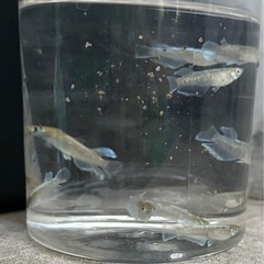 メダカ　エメキン　5匹セット2000円　1名様限定の画像