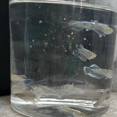 メダカ　エメキン　5匹セット2000円　1名様限定の画像