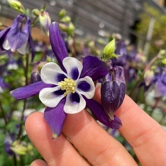 決まりました！オダマキの種の画像