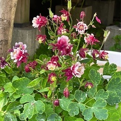 決まりました！オダマキの種の画像