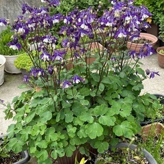 決まりました！オダマキの種の画像