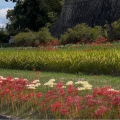 令和7年度　ヒノヒカリ30kg　③　　の画像