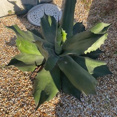 アガベ サルミアナ フェロックス クレイジーホースの画像