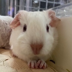 🐹モルベビー🐹