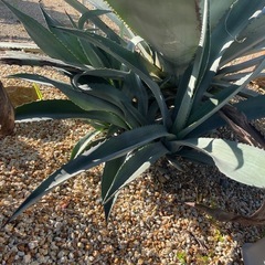 アガベ・アメリカーナ 'オアハカセンシス' の画像