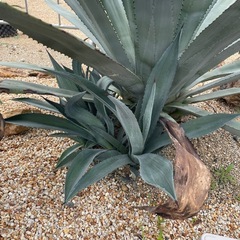 アガベ・アメリカーナ 'オアハカセンシス' の画像