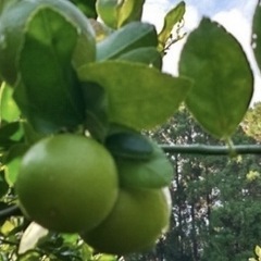 ライムの画像