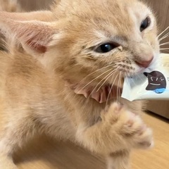 クリーム茶とら❣️可愛くて甘えん坊