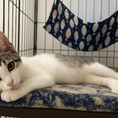 真夏に捨てられた子猫を保護💦お転婆キジ白ちゃん🥰