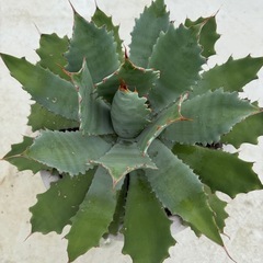 アガベ　グアダラハラナの画像