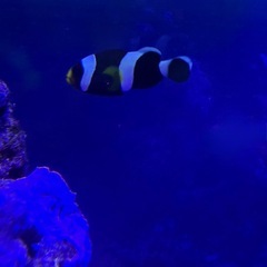 ホワイトチップアネモネフィッシュの画像