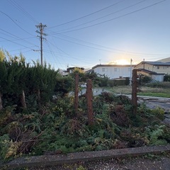 薪　焚き付け　伐採木　ヒノキの画像