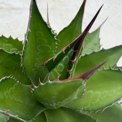 アガベ　モンタナの画像