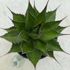 アガベ　モンタナの画像