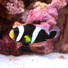 ホワイトチップアネモネフィッシュの画像