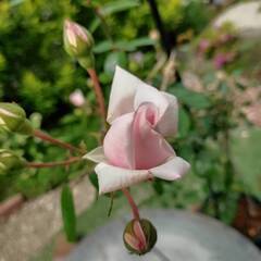 ピンクのツル薔薇　バトンタッチお願いします！！の画像