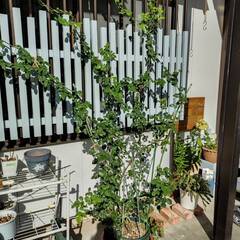 ピンクのツル薔薇　バトンタッチお願いします！！の画像